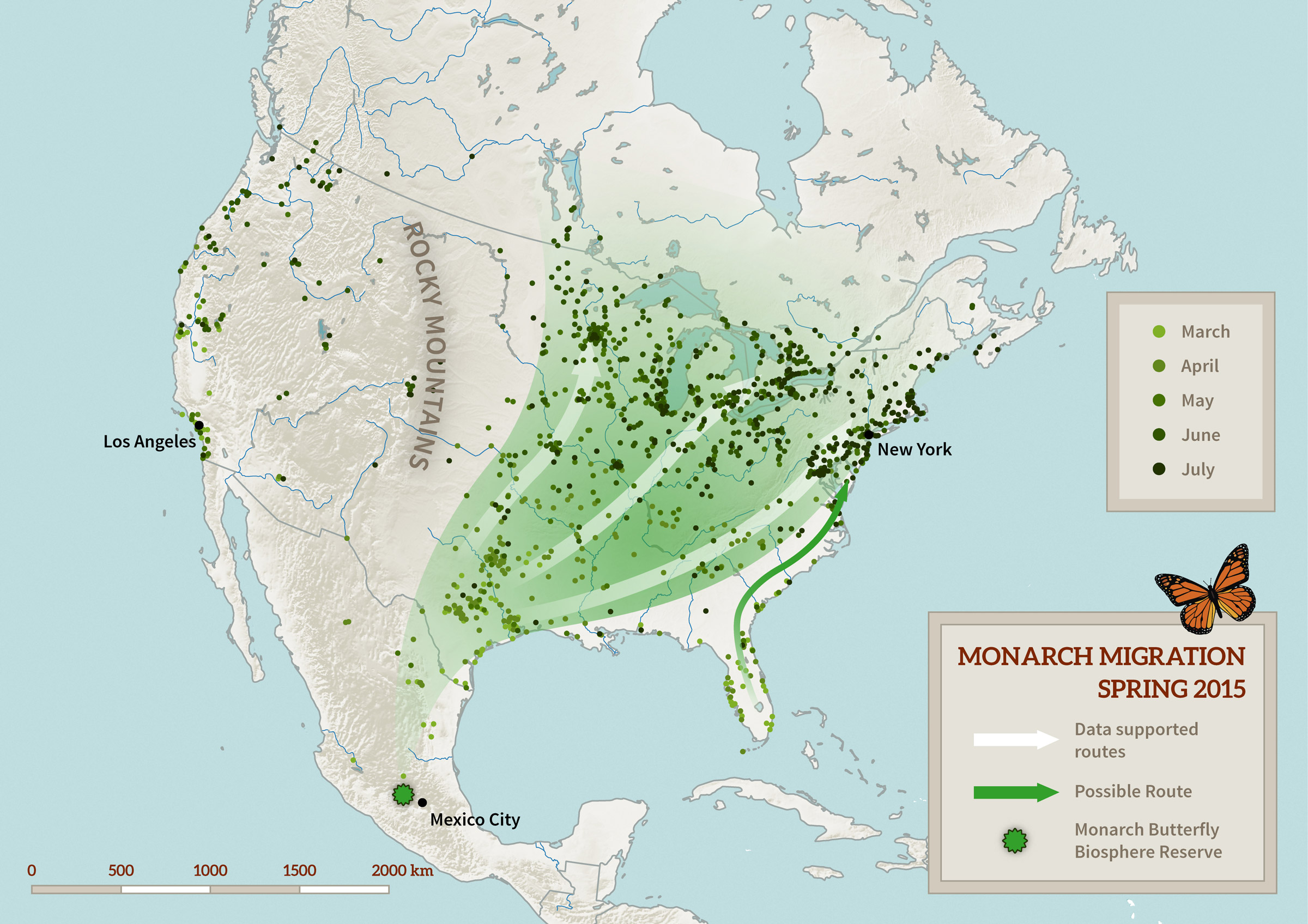 Monarch Migration Spring